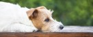 Pet therapy concept - furry cute jack russell dog thinking - web banner with copy space