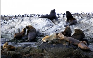 patagoniafochepinguini