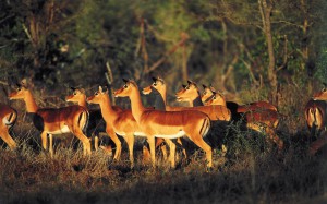 sabisabiBuck